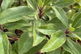 Image result for Ericaceae