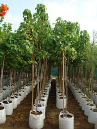 Image result for Thespesia