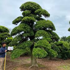 Check spelling or type a new query. Big Live Bonsai Tree Buy Podocarpus Bonsai Tree Bonsai Tree Natural Japanese Plant Product On Alibaba Com