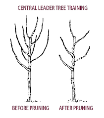 Image result for pruning plum trees