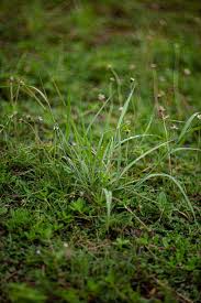 Image result for Capillipedium