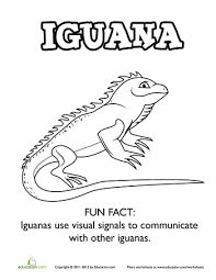 Manage and improve your online marketing. Iguana Worksheet Education Com Coloring Pages Iguana Coloring Pages For Kids