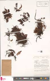 Image result for Hymenophyllum mossambicense