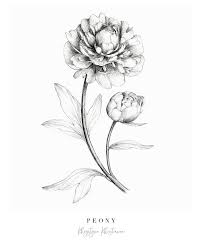 Antique Botanical Prints Black And White Botanical Peony Flower Print Peony Giclee Print Black And Etsy In 2020 Botanical Illustration Vintage Flower Drawing Botanical Illustration Black And White