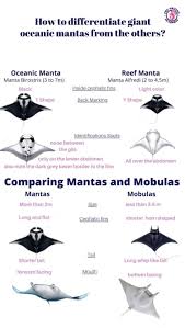 Learn more about these graceful, intelligent, massive underwater gliding blankets, and why these are so special! Infographic How To Differenciate Giant Oceanic Mantas From The Others Manta Ray Manta Ocean