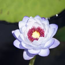 Image result for Nymphaea heudelotii