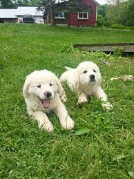 The maremma sheepdog is a working breed that originates from italy and is often used to guard the original gfp puppy finder. Maremma Sheepdog Puppies Cuteness Overload Brooklyn Doublewide