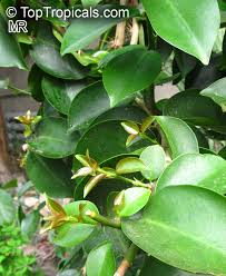 Image result for Pereskia aculeata