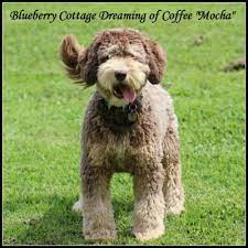 Pp panel|ofa hips & elbows|eyes|cardiac|breeding phys Blueberry Cottage S Dreaming Of Coffee Noble Vestal Doodles