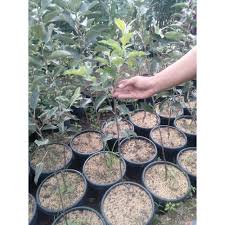 Maybe you would like to learn more about one of these? Jual Bibit Apel Merah Hp 085608566034