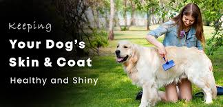 Extra Tips for a Healthy, Shiny Dog Coat 