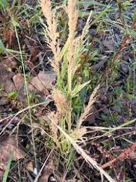 Image result for Eragrostis japonica