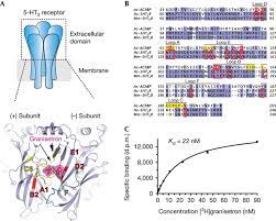 Protein Engineering Of 5htbp A Schematic Representation Of The 5 Ht3 Download Scientific Diagram
