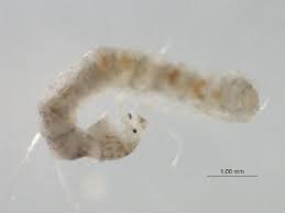 Image result for Acritochaete volkensii