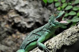 I'll get back to that in a minute) has bright yellow eyes and skin that comes in shades of bright to emerald green and white patterned spots with yellow or bluish flecks. Basilisk Lizard Facts Anatomy Diet Habitat Behavior