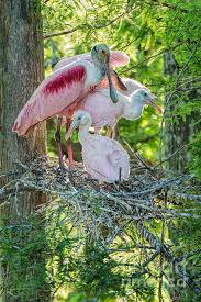 Spoonbills use an odd hoovering method to hunt. Roseate Spoonbill And Chicks Nesting In Evangeline Parish Louisiana Onesie For Sale By Bonnie Barry
