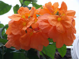 Image result for Crossandra greenstockii