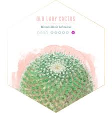 Small opuntia microdasys cactuses, commonly known as bunny ears cactus, propagated in small terracotta pots on a white marble background. 14 Types Of Cactus For Your Home And Garden Ftd Com