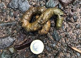 Image result for marten poop