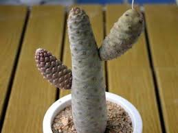 Inermis (pine cone cactus) is a nearly spineless form of tephrocactus articulatus with no spines and without… 1 Section Cutting Pine Cone Cactus Cactus Succulent Rare Tephrocactus Cactus Succulent Plants Plants Seeds Bulbs