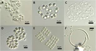 Image result for Pycnobotrya