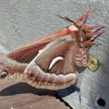 Image result for Eulophia hereroensis