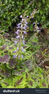 Image result for Coleus esculentus