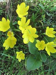 Librivox is a hope, an experiment, and a question: Raccontare Un Paese Fiori Spontanei Crochi Autunnali Fiori Piante Erbe Naturali