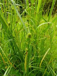 Image result for Kyllinga stenophylla