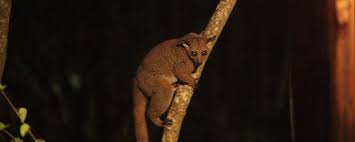 Bush Baby Facts Five Interesting Facts About Bush Babies