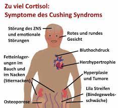 Cortisol Das Stresshormon