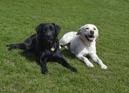 Image result for labrador retrívr