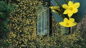 Image result for Jasminum nudiflorum