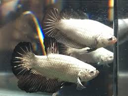 Black Betta Fish For Sale 29 5 6 Pair Live Betta Fish Black Drangon Hmpk Betta Fish Ideas Of Betta Fish Bettafish Fish Betta Fish Siamese Fighting Fish Betta