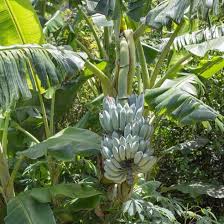 Everything about the blue java banana seems like a hoax: Musa Ice Blue Java Banana Tree Floridahillnursery1