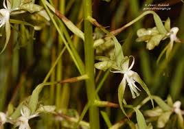 Image result for Habenaria schimperiana