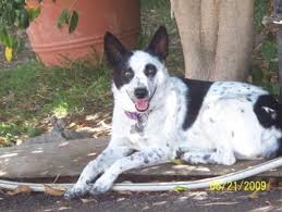 8 x 10 inches on white background. Successes Black And White Queensland Heeler Australian Cattle Dog San Diego Lost Dogs