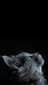 Pin Oleh Diana Zamora Di Wallpapers Hewan Lucu Kucing Binatang