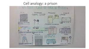 We did not find results for: Cell Analogy Project Use An Analogy To Create An Artistic Piece Of The Organelles In A Cell You May Use Either A Plant Or An Animal Cell Create A Chart Ppt