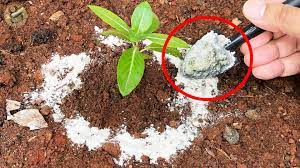 Check spelling or type a new query. 7 Uses Of Diatomaceous Earth De Powder In Gardening Gkvks Gardening Tips And Store