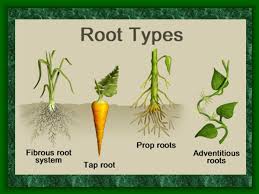 Review Parts Of A Plant, Types Of Stems, Types Of Roots - Lessons -  Blendspace