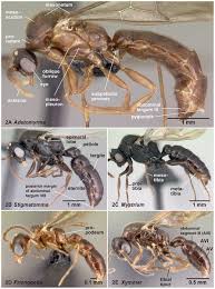 Image result for Antherotoma