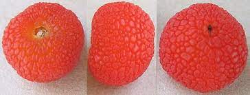 We sell the pacific madrone in limited quantities and offer no guarantee on transplant success. Madrone Fruit