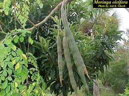 Image result for Moringaceae