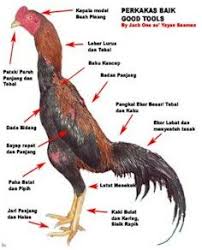 Ciri Ayam Adu Yang Baik Untuk Sabung Ayam Cara Bermain Sabung Ayam Chickens And Roosters Beautiful Chickens Fancy Chickens