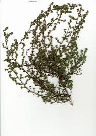 Image result for Cliffortia