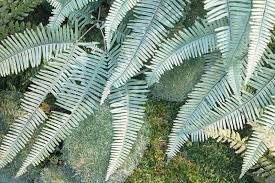 Image result for Gleicheniaceae