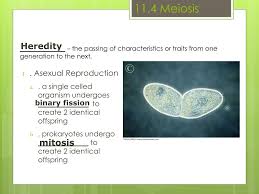 Some of the worksheets for this concept are section 114 meiosis, 013368718x ch11 159 178, 11 4 meiosis work answers pdf, , biology 1 work i selected answers, getting started meiosis, reinforcement and study guide, chapter 13 meiosis and sexual life cycles. Ppt Chapter 11 4 Meiosis Powerpoint Presentation Free Download Id 6783376