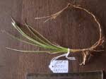 Image result for Rhynchospora gracillima