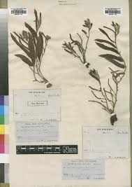 Image result for Acalypha welwitschiana